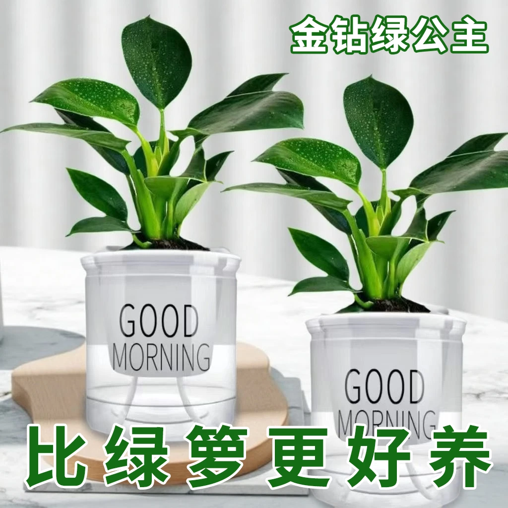 大叶金钻盆栽植物绿公主水培绿植净化空气办公室桌面好养铂金钻