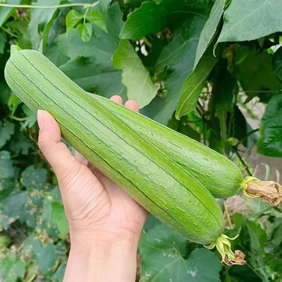 【众旺农场】丝瓜新鲜现摘丝瓜3斤顺丰包邮送过上门丝瓜同城配