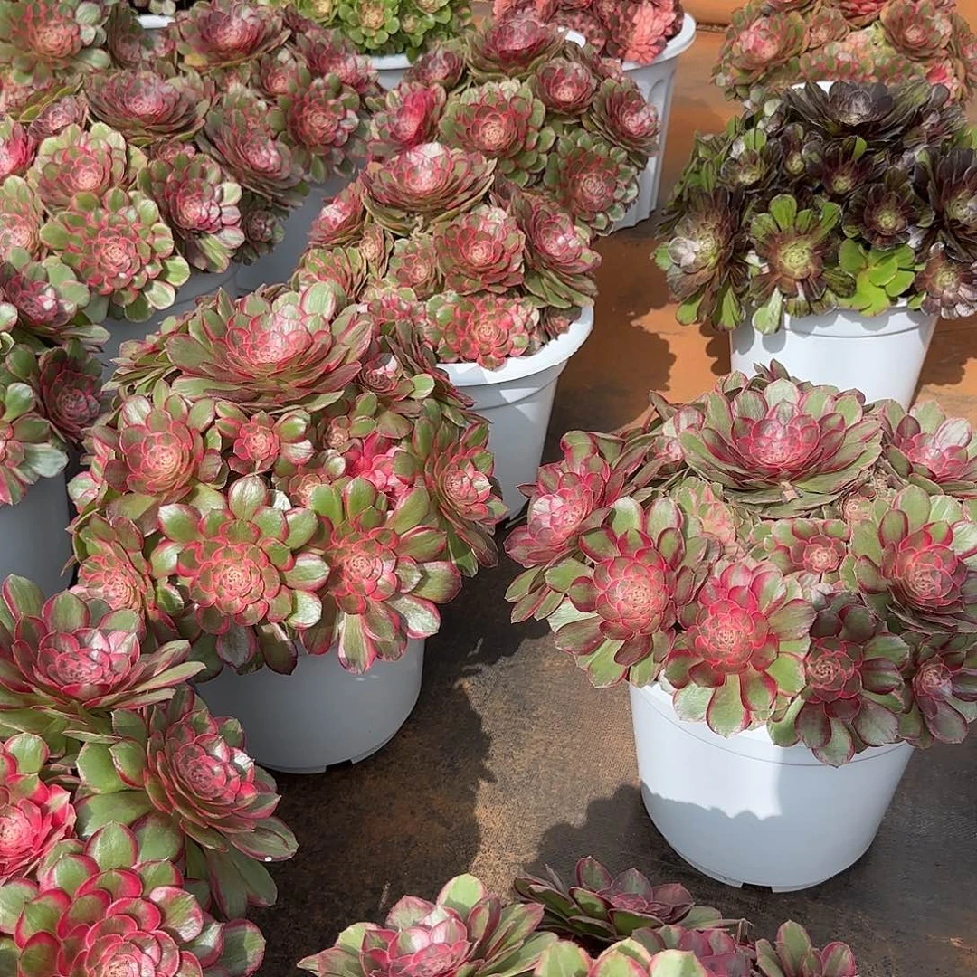 简***3888   寄养发货法师