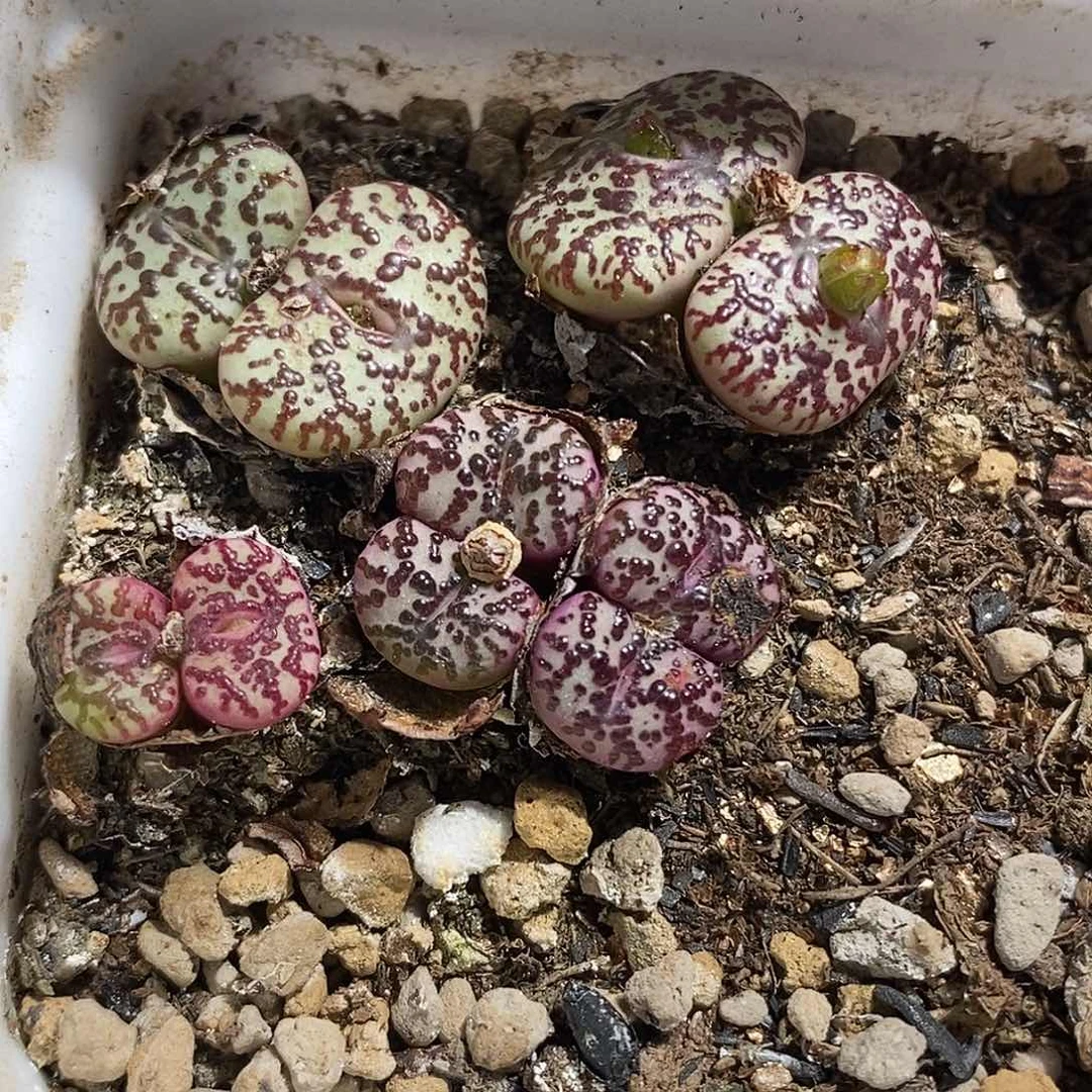 0922-79-wc有伤特。