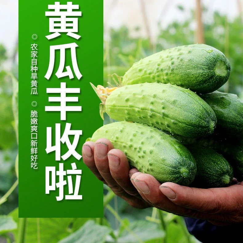 山东东北旱黄瓜农家自种新鲜水果小黄瓜蔬菜2斤5斤装孕妇甜嫩脆