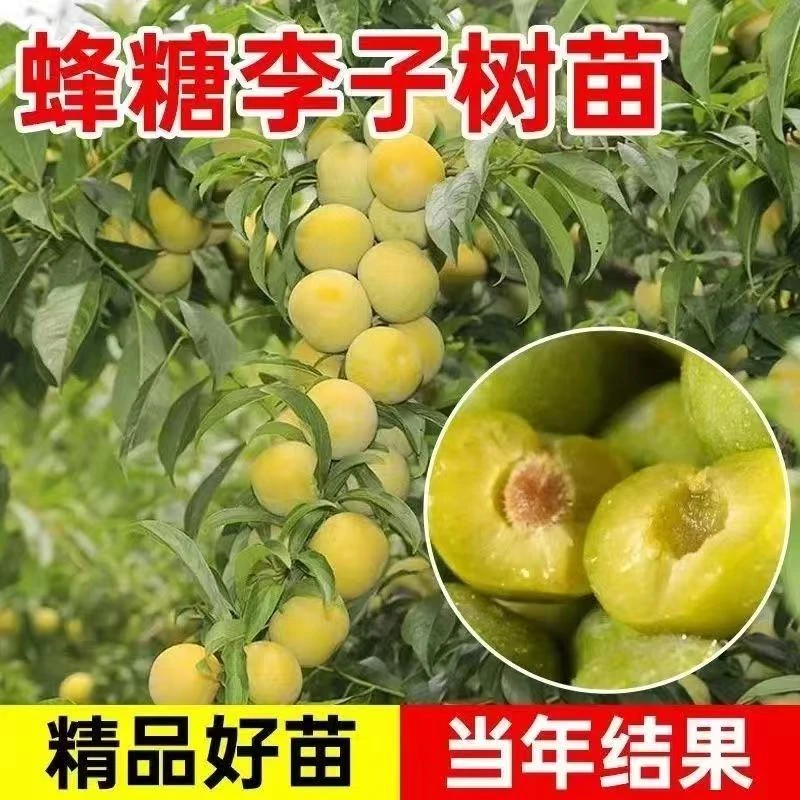 【正宗嫁接李子树苗】蜂糖李盆栽地栽阳台小院 南方北方栽种