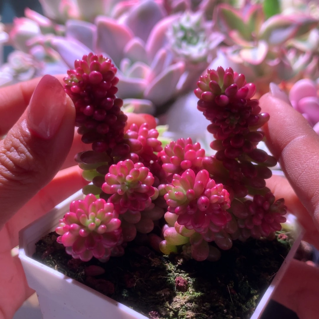 浆果锦有根有根有