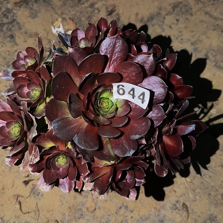 644黑魔多肉植物处理不售后