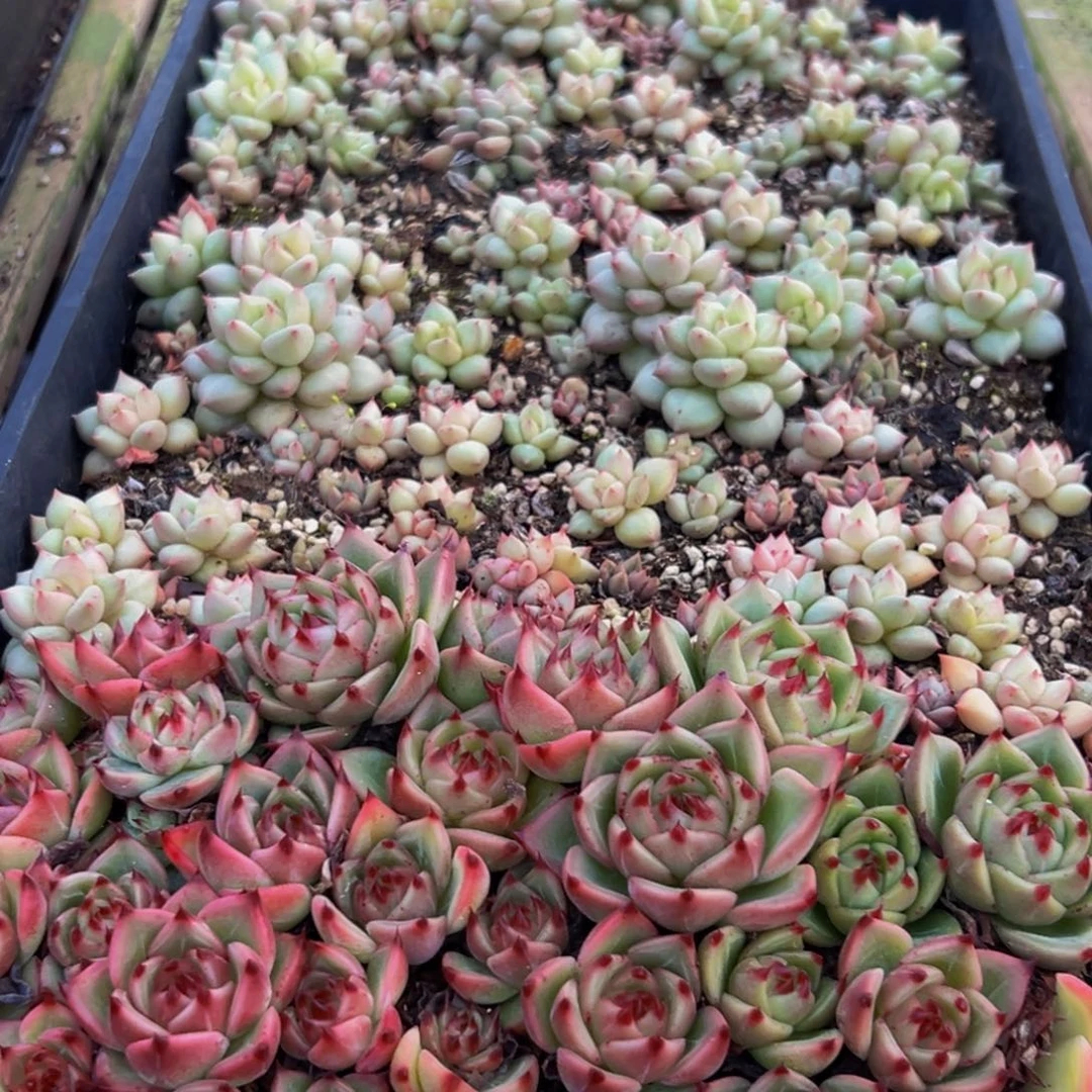 179多肉葡领导人物库资料