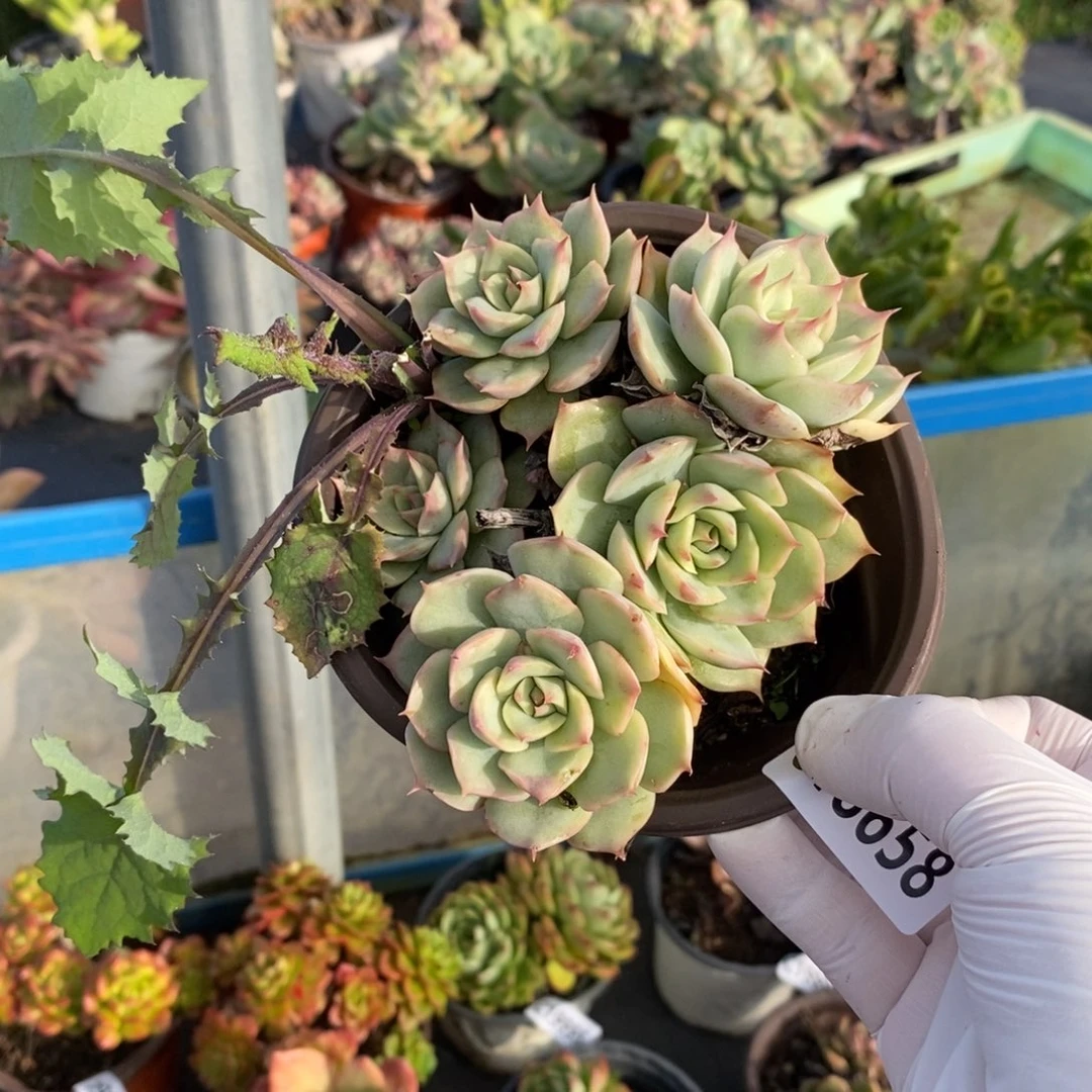 18658粉色提示一物一拍