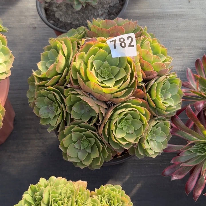 吐****多肉植物沙拉碗782