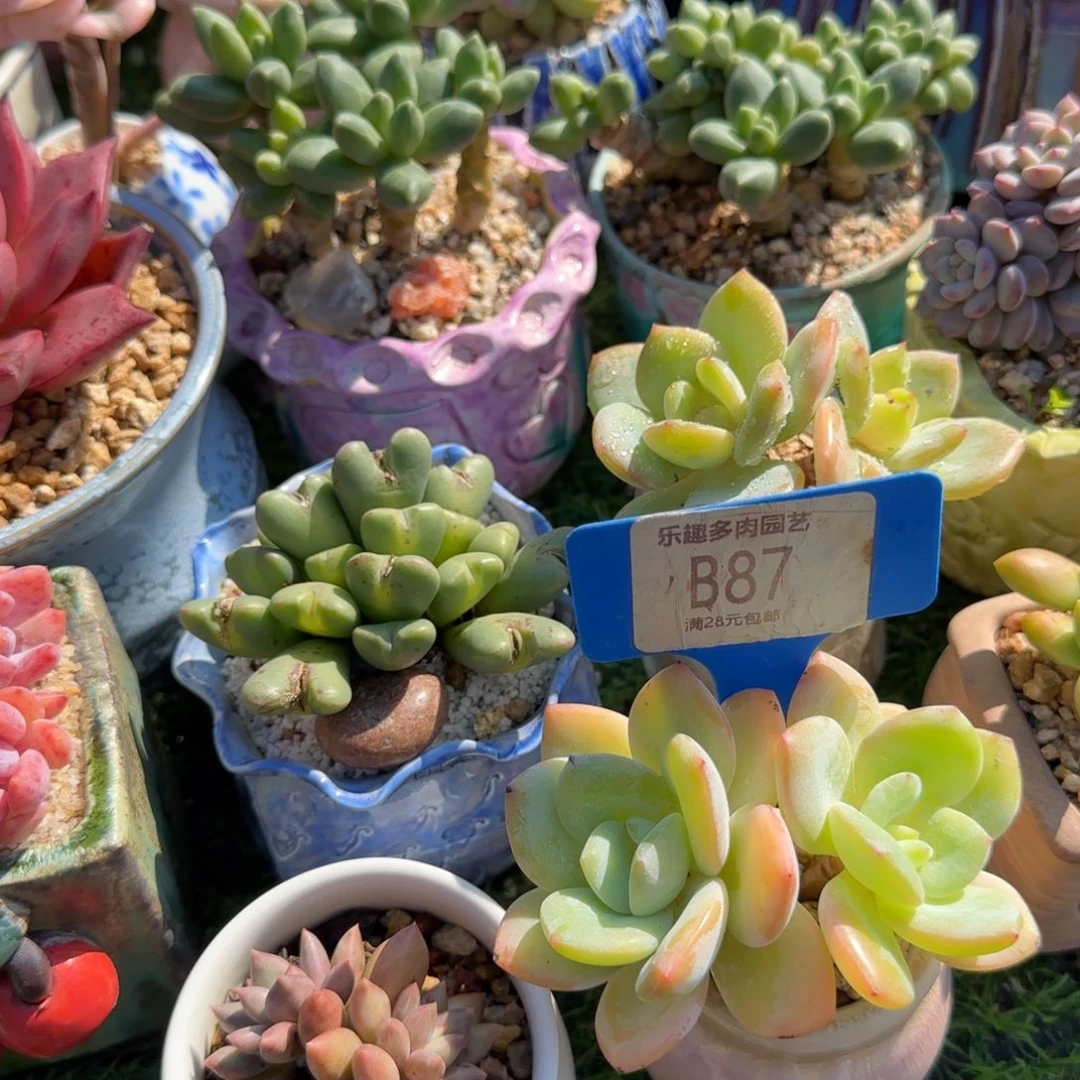 蕾***i多肉植物白凤杂绿宝