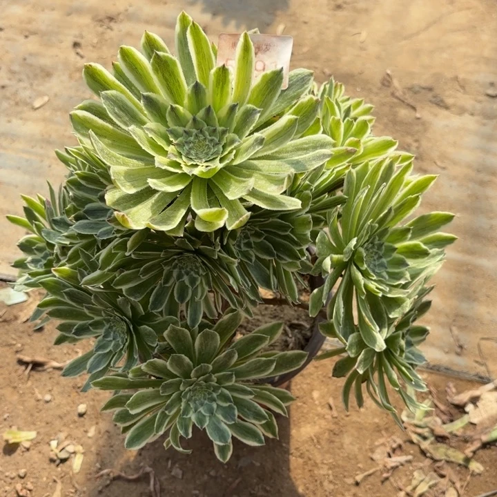 碧浪多肉法师5791