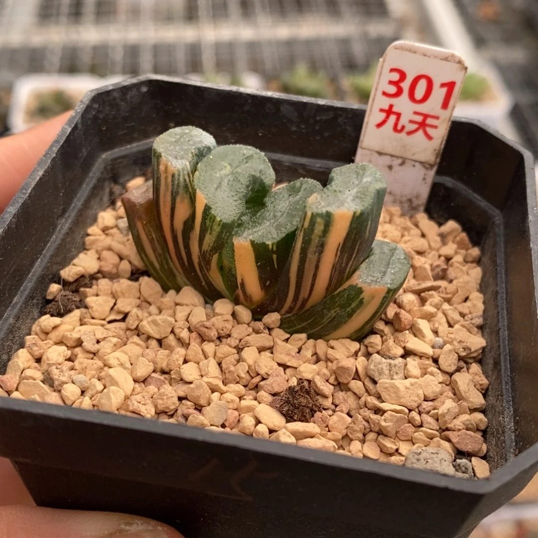 301号广重玉扇锦多肉