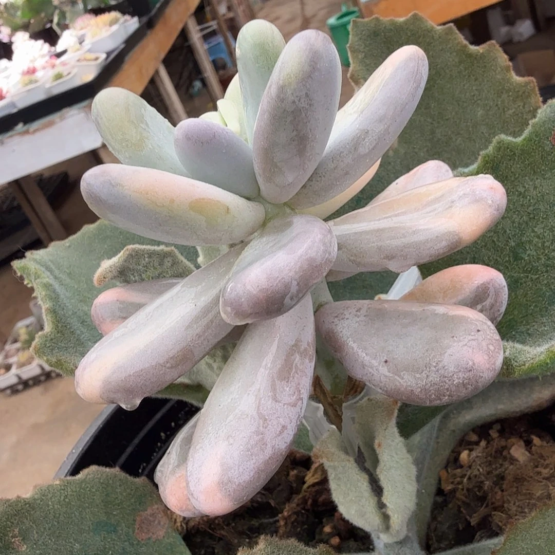 ?*挞奶酪锦拉丝，多肉植物