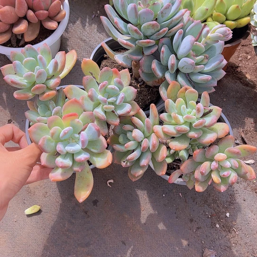 灰姑娘多头精控老桩精品三盆