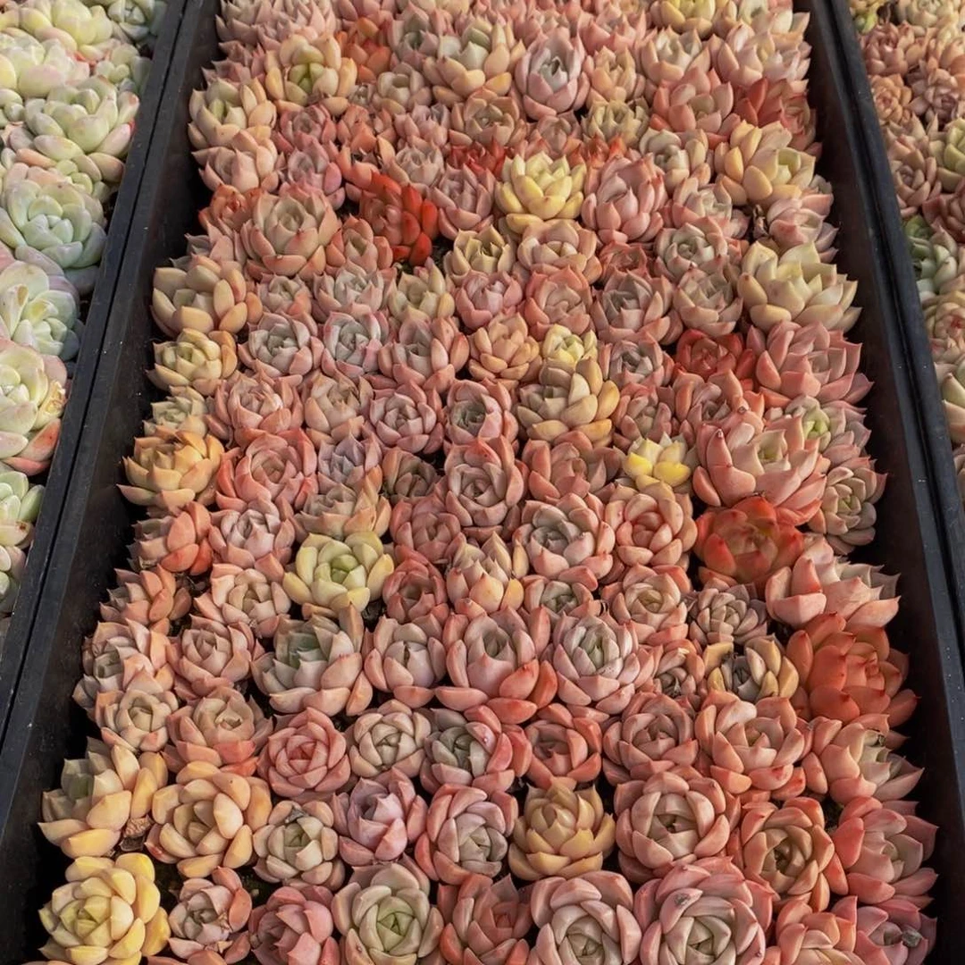 569多肉酱面的做法是很简单