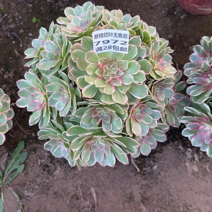 用***67972二号棚万花筒B