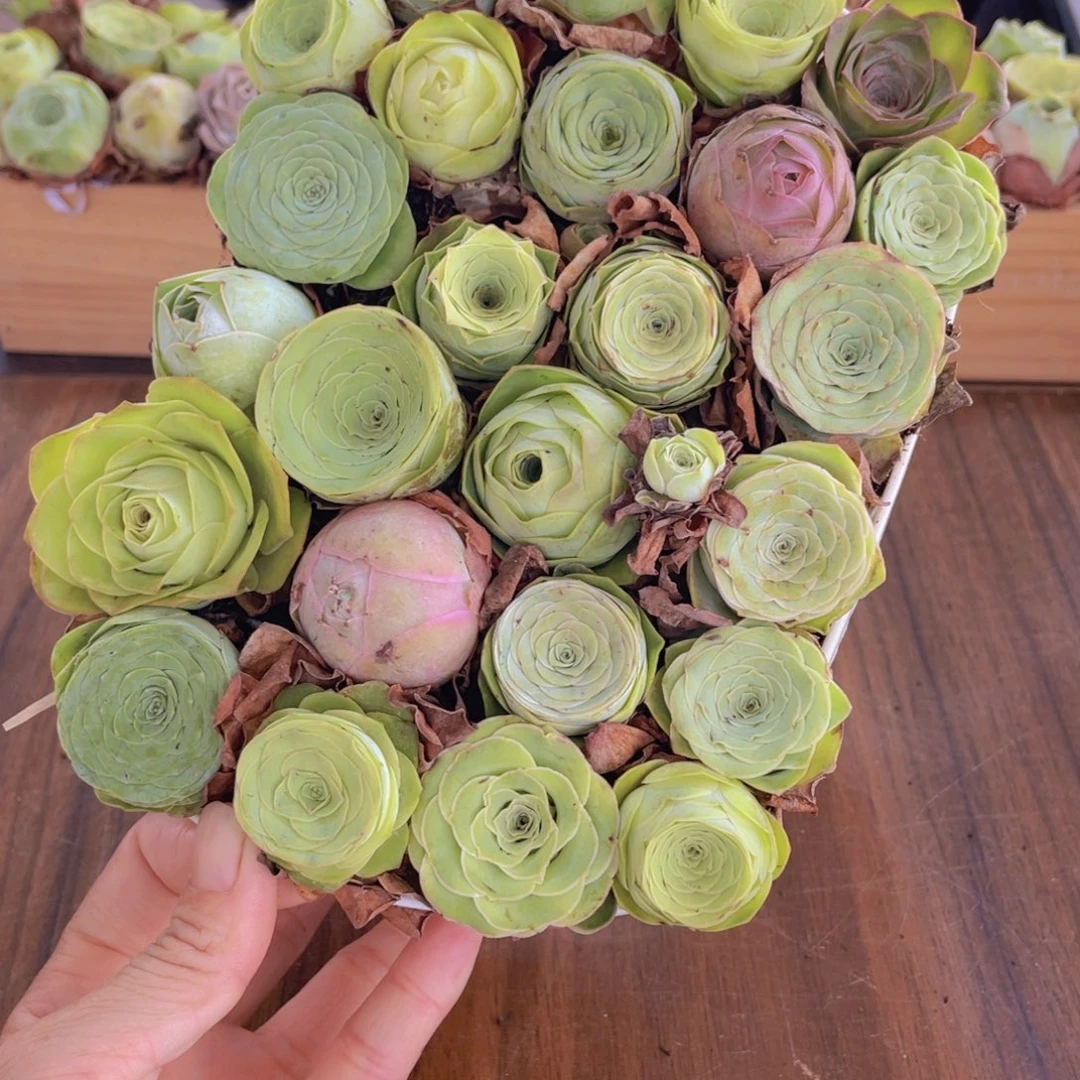 保底25颗以上量拍➕花篮88888