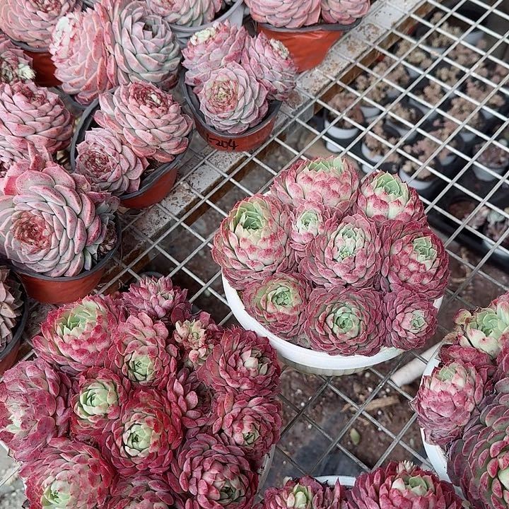 朱砂痣多肉植物精品