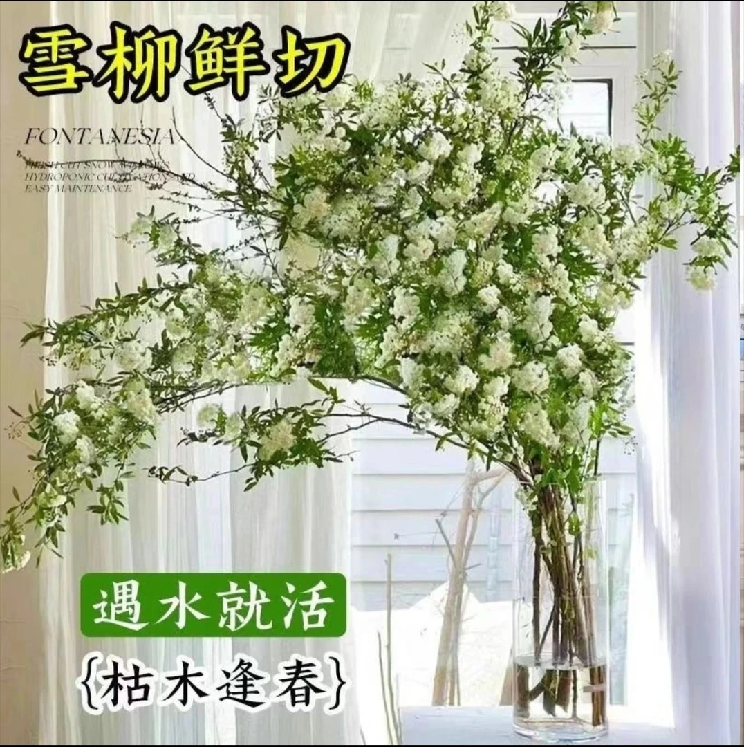 【6.9-20支】耐寒雪柳鲜枝水养即活遇水开花室内外水培插花干枝绿植