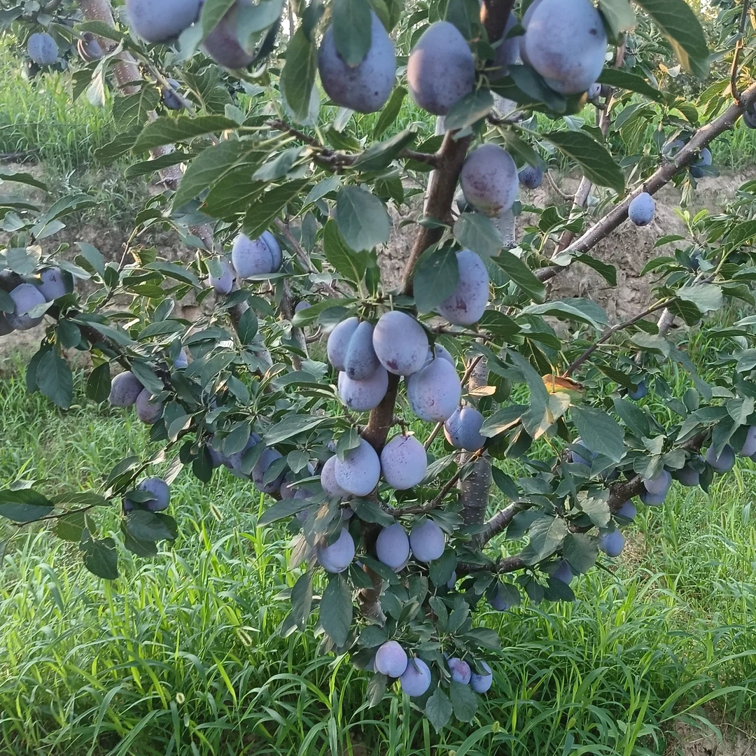 十二生肖符咒钥匙扣