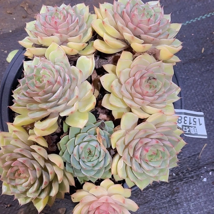 笨吧15138多肉植物