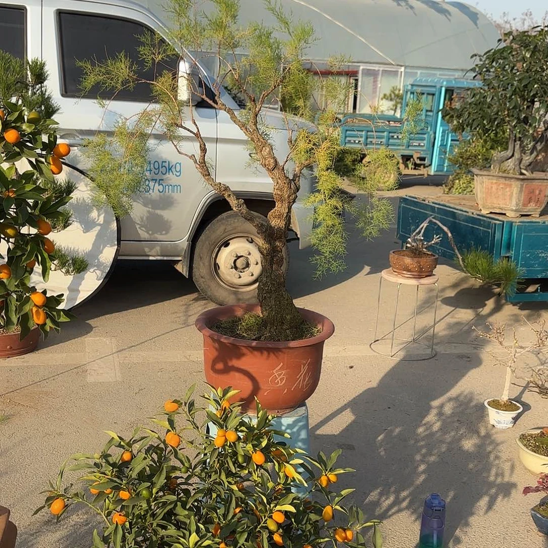 无花朵柳树盆景盆栽花卉