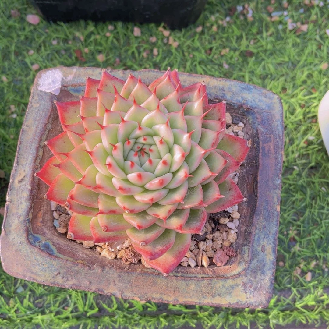 多肉植物多肉植物