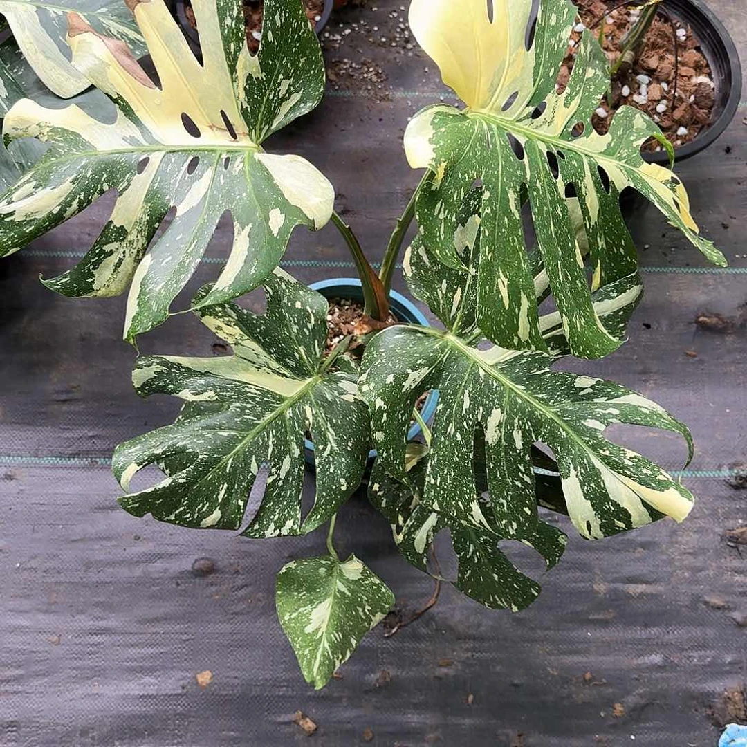 无花朵O****©洒金福利w6轻微焦叶