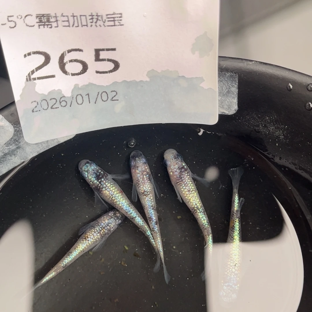 青鳉鱼265月华海王星五尾