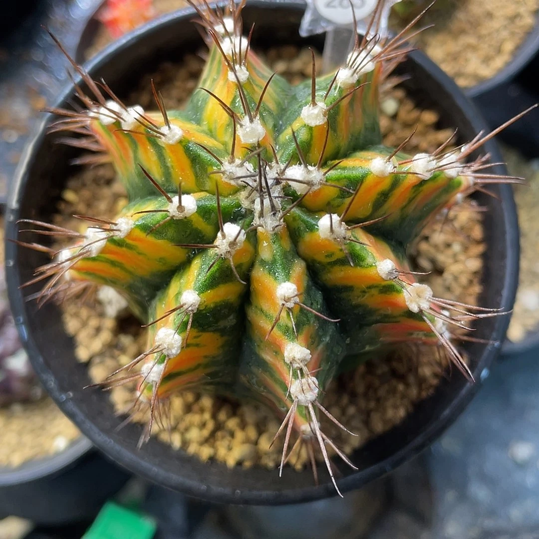 1-283米哈锦6.4厘米