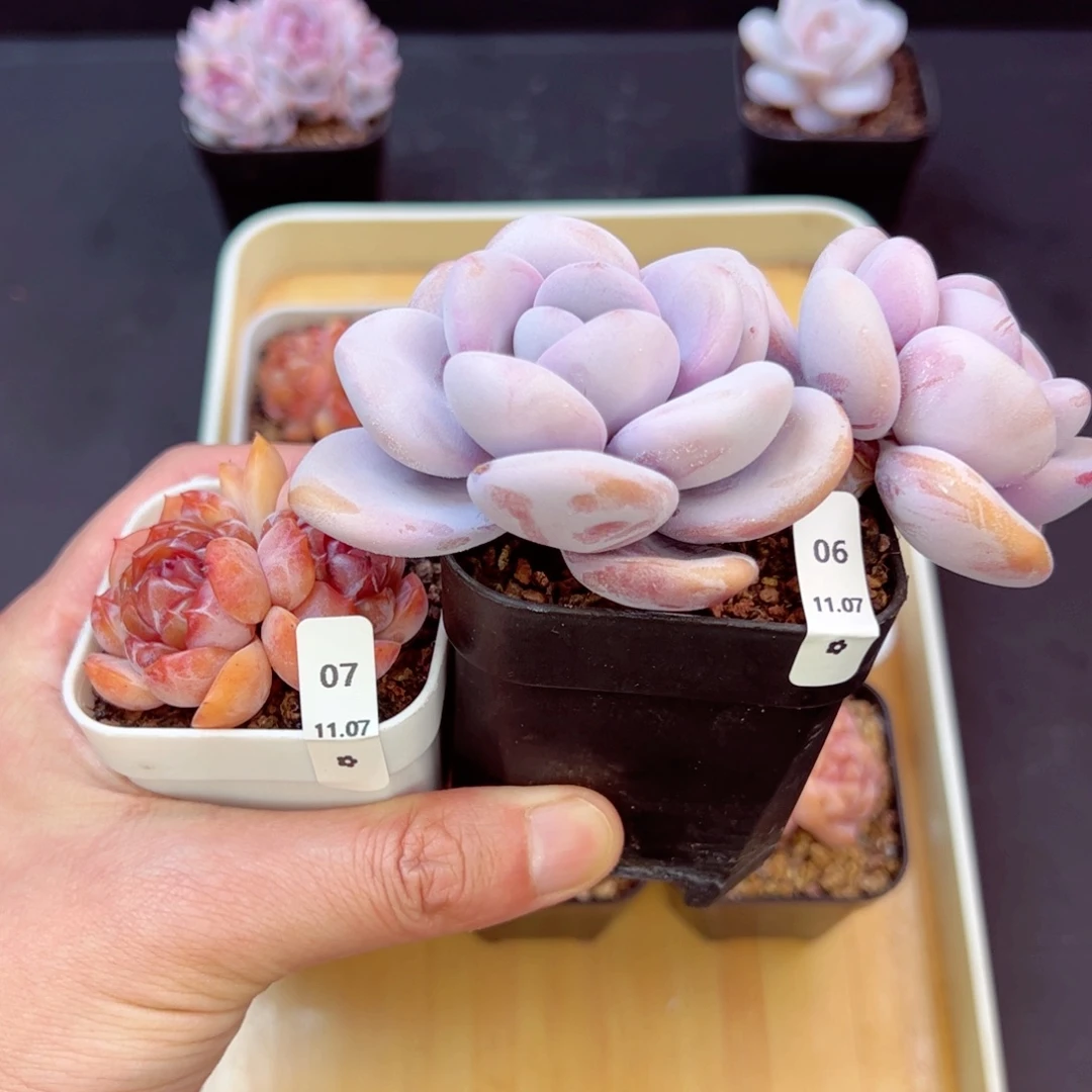 ****酱红恋07、拉拉奶06、哈哈哈哈