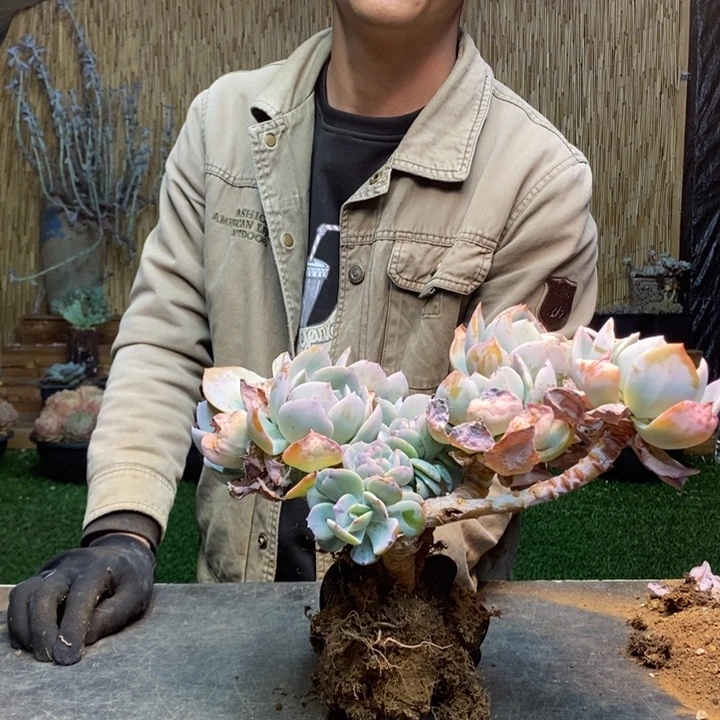 J***y95 号白凤多肉植物