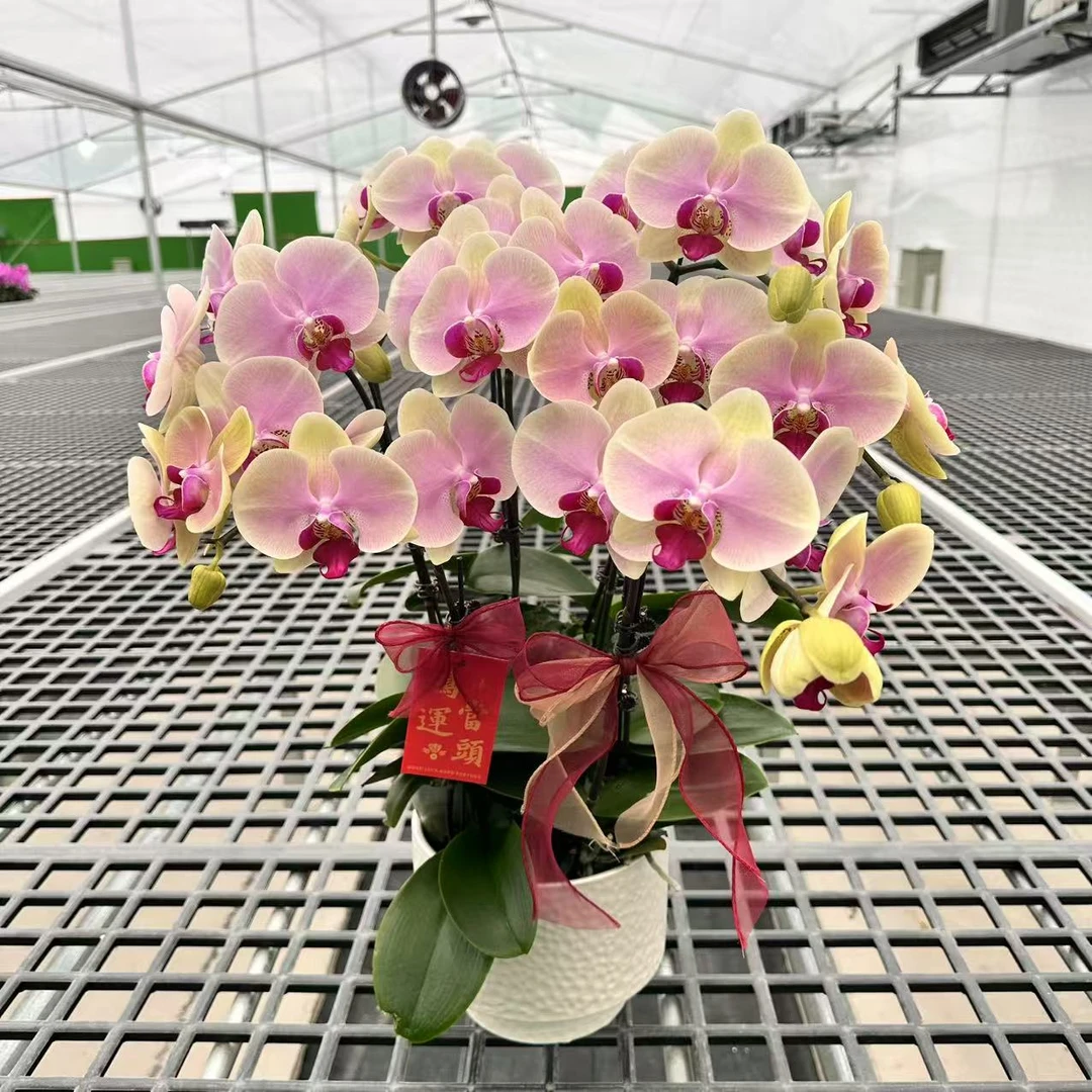 【蒙娜丽莎】精品蝴蝶兰 粉黄花型 室内精品观赏 真花