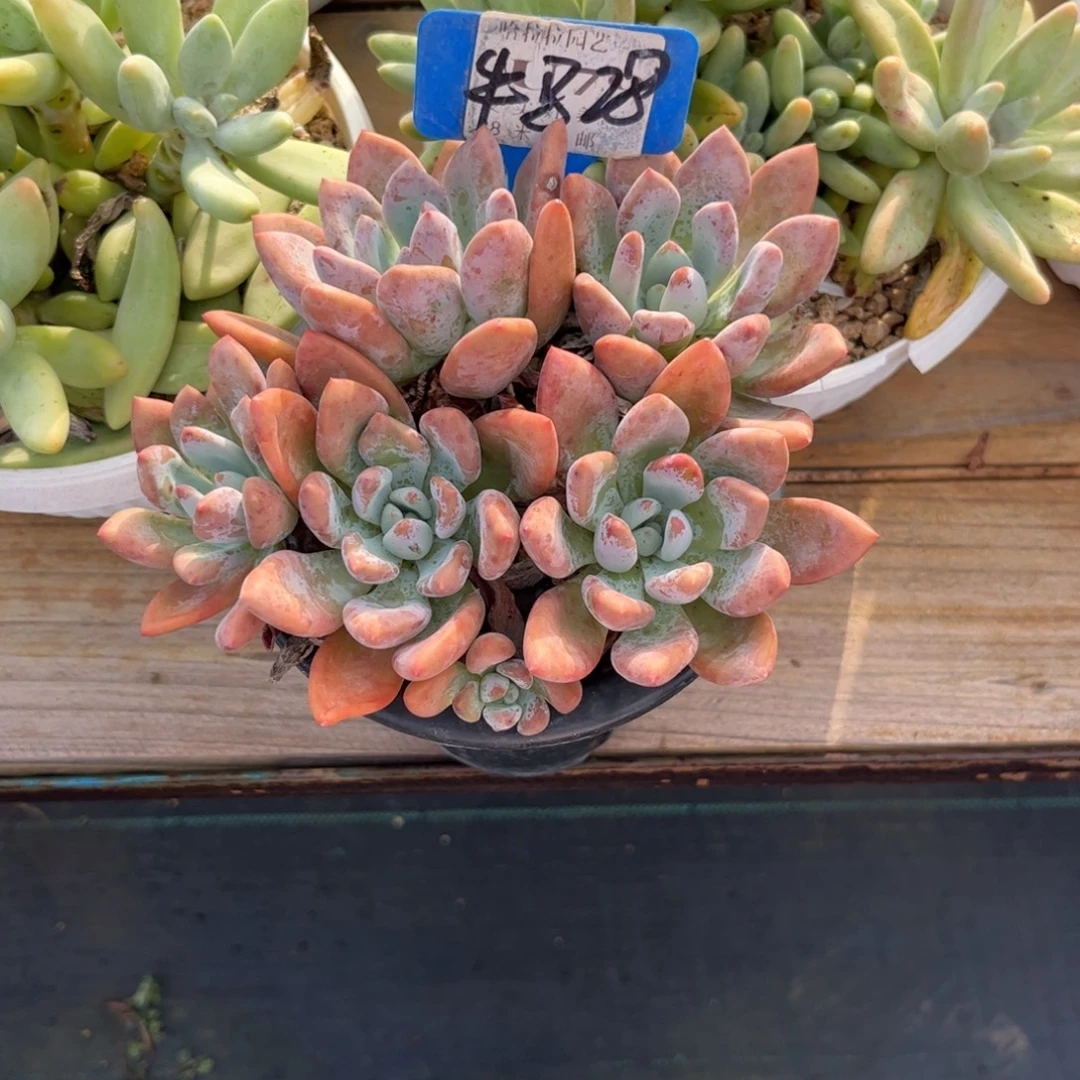 鱤***亂多肉植物奥普琳娜