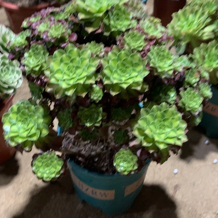 八***米485韶华多肉植物特价