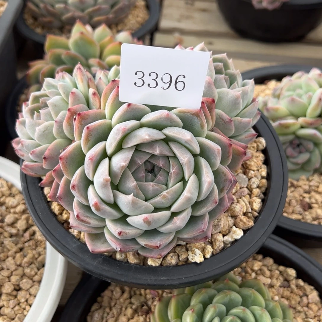 h****23396多肉多多多多