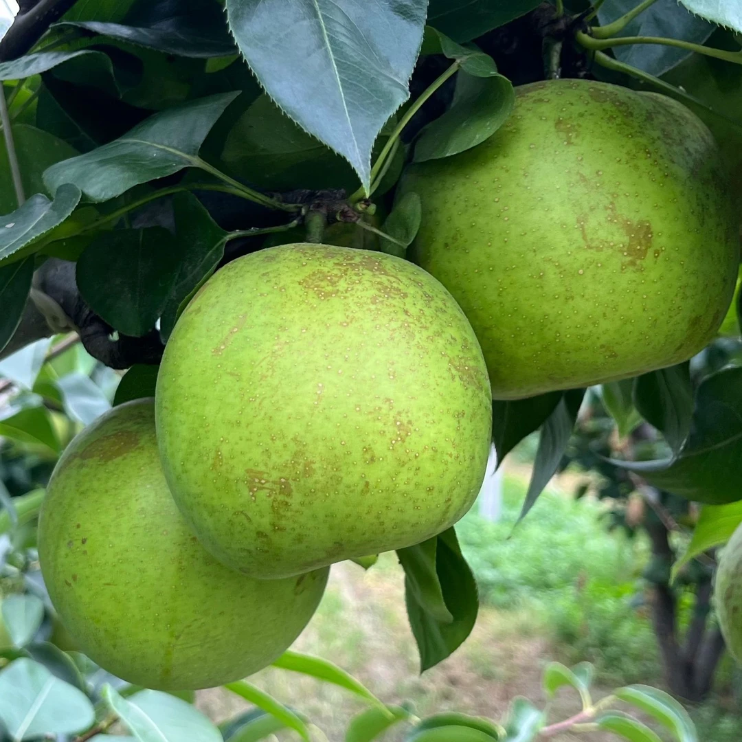 【京东包邮】焦溪香蜜脆梨脆爽多汁