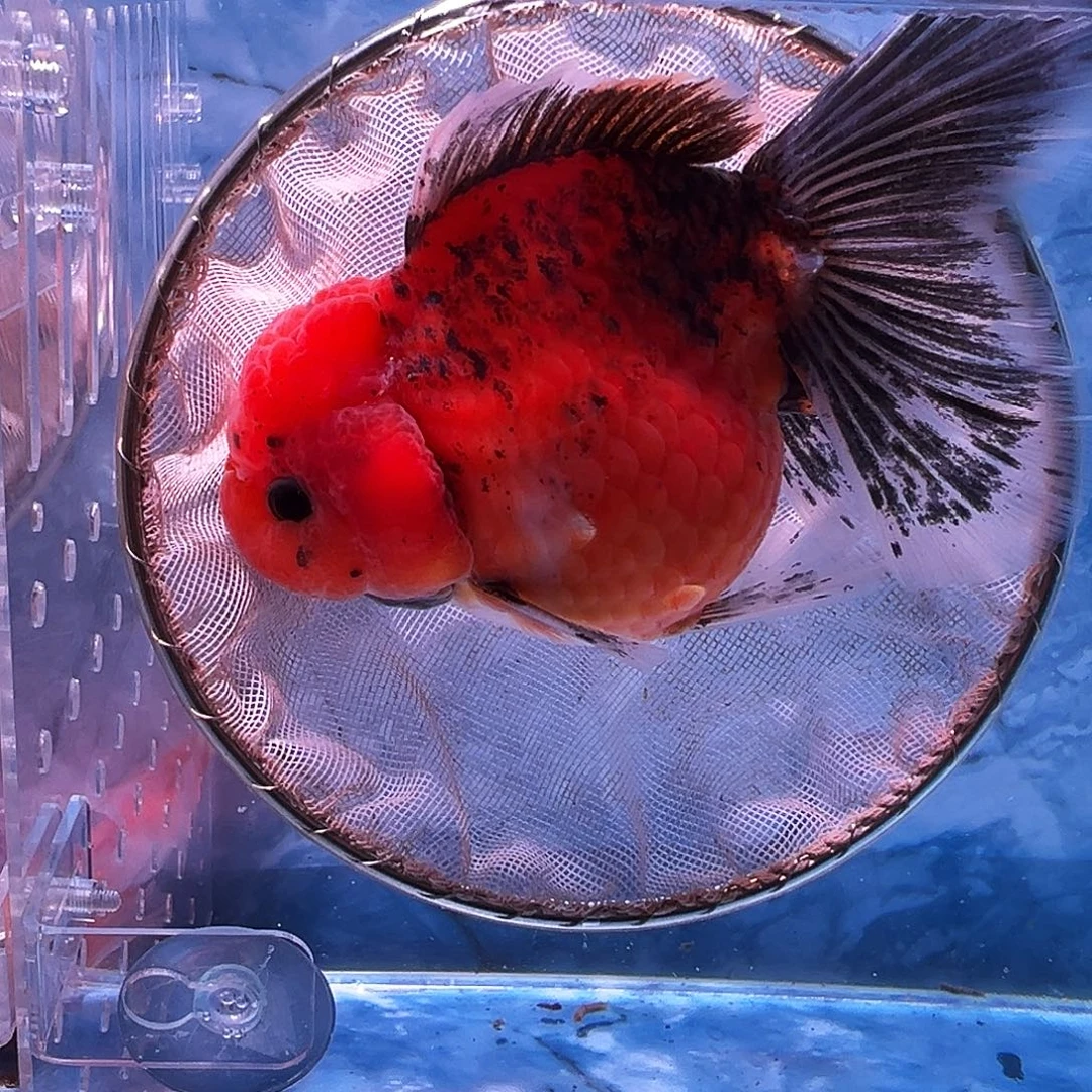 金鱼百褶泰狮金鱼冷水鱼