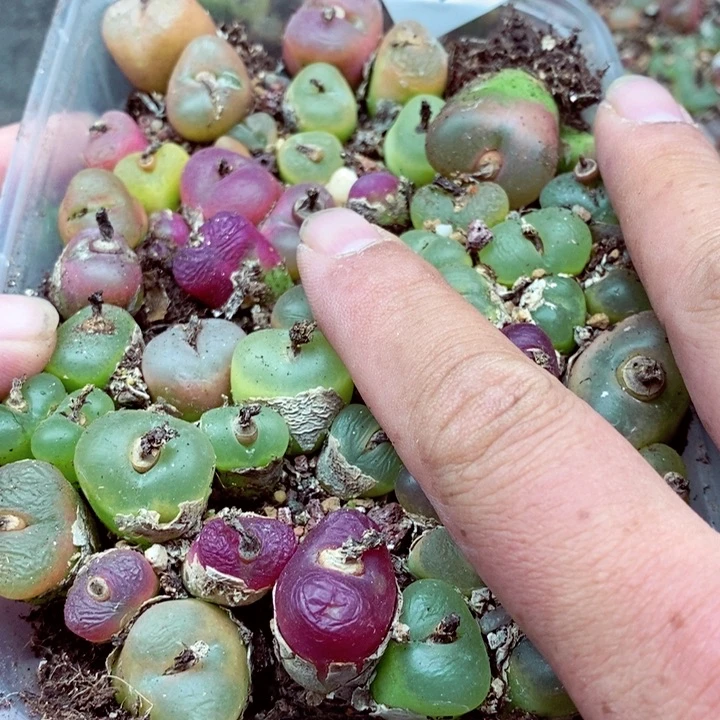 c*n我我的小哥哥小姐姐们都304