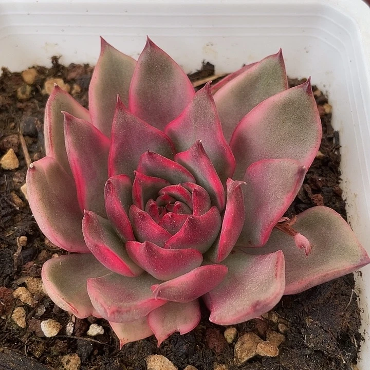 野马东云锦。锦龙多肉园艺