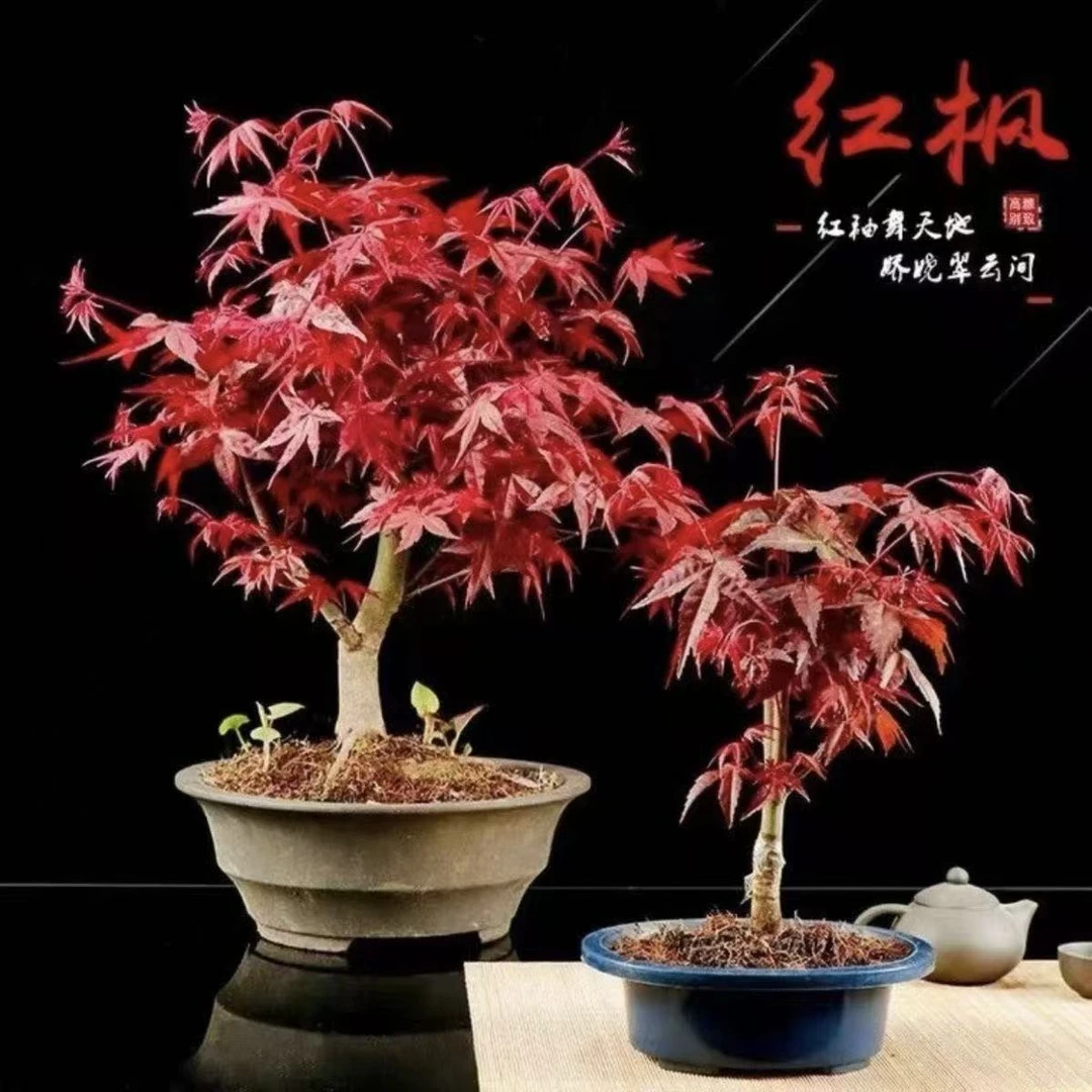 红枫红舞姬山红叶三季红阳台盆栽花卉矮霸盆景