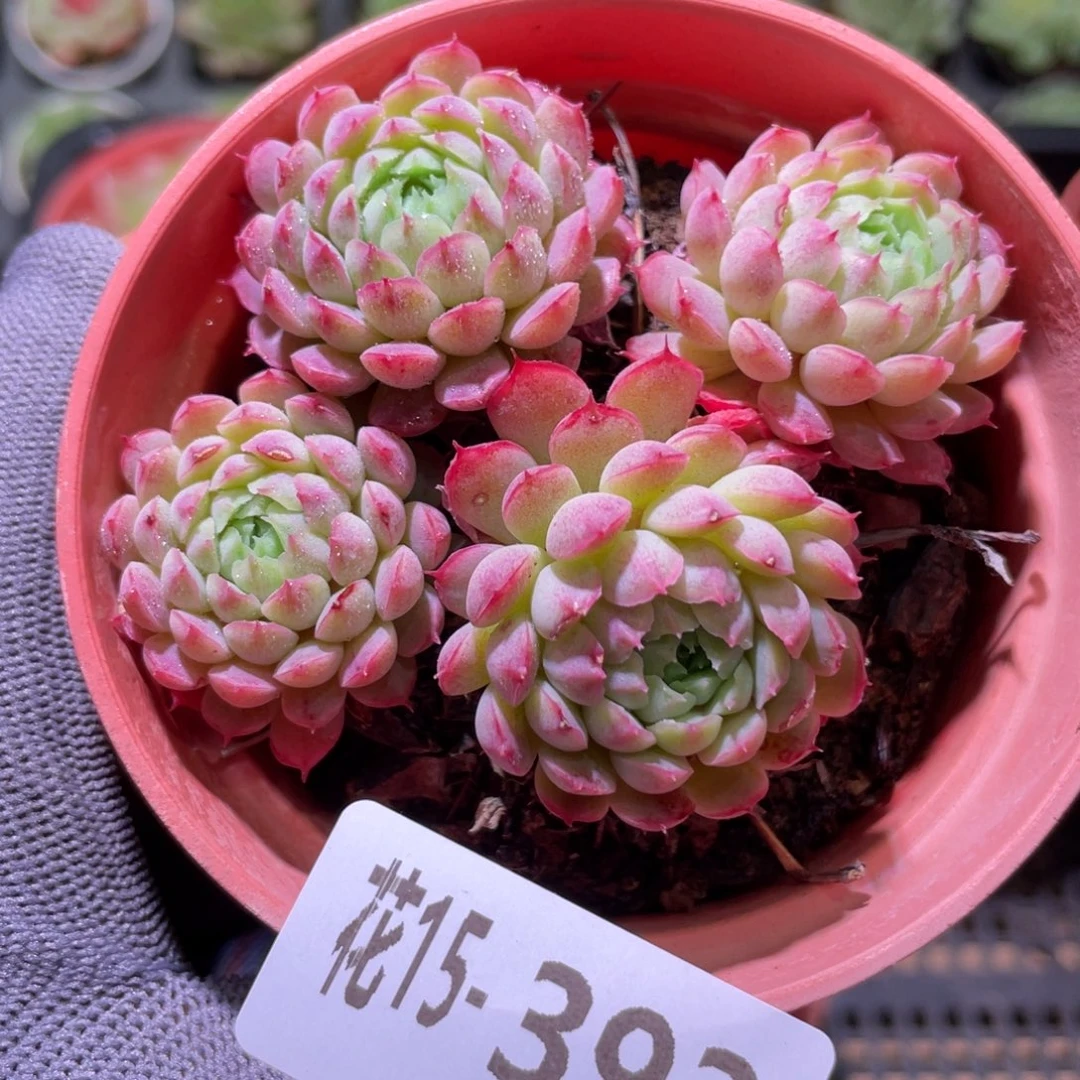 花利美15-393小红丁