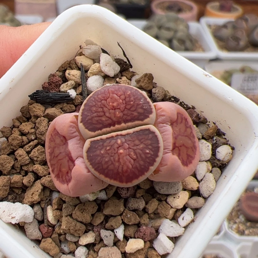 0470号菊 多肉植物