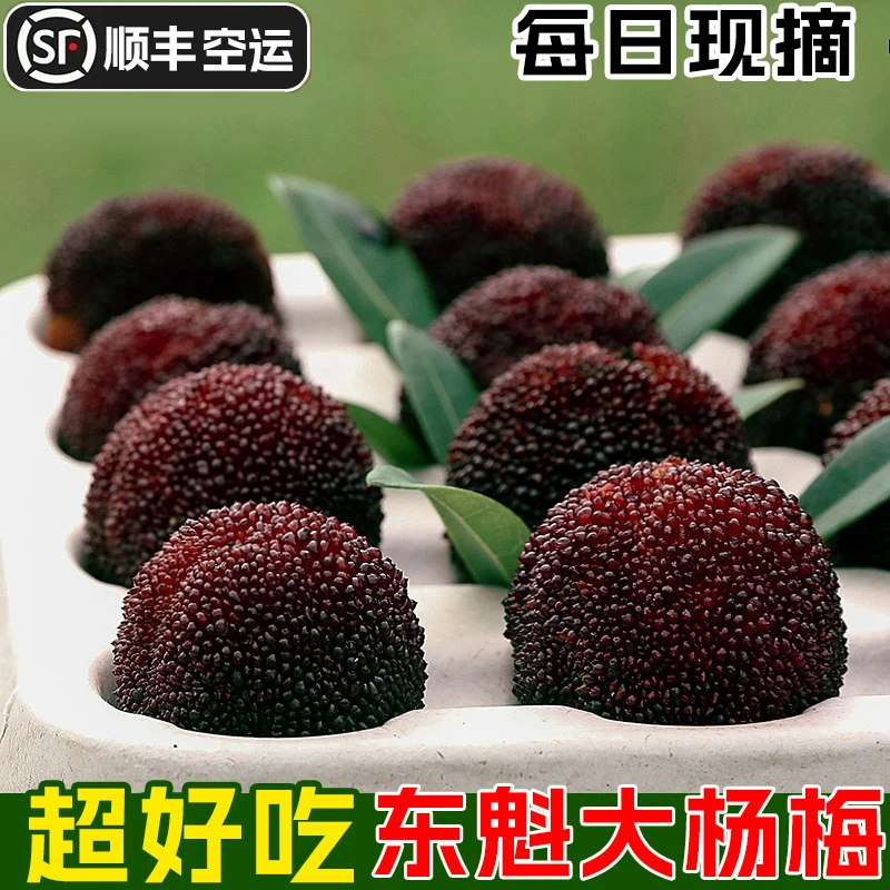 【顺丰空运冷链】正宗高山东魁杨梅新鲜云南产地水果时令鲜果现摘