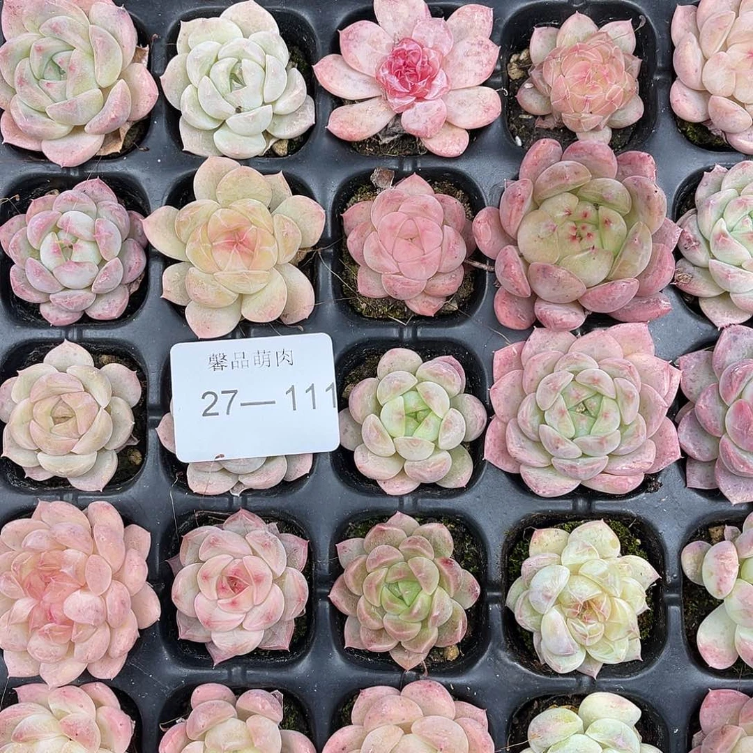 *****多肉一物一拍27-111