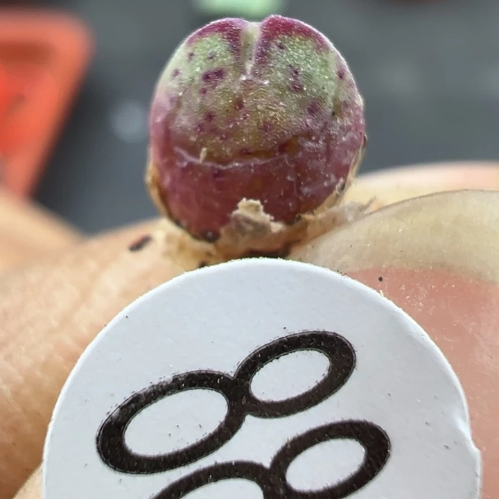 885干1111111111111111