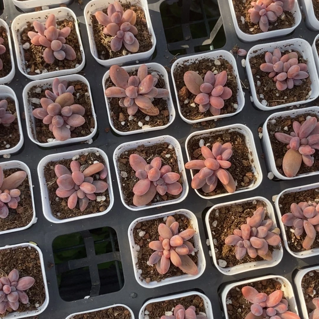 糖果手指一颗量拍多肉满20包邮满26送一颗