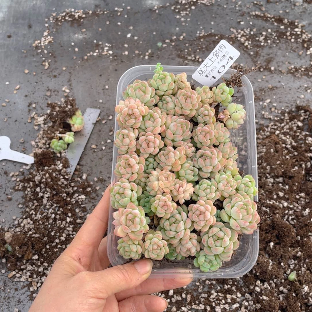 糕大上多肉植物104