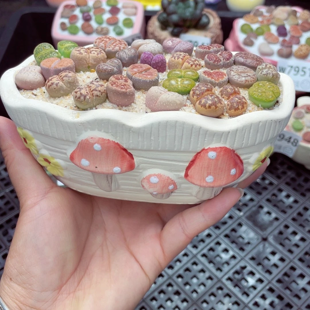 w7955 带盆土发货一物一拍