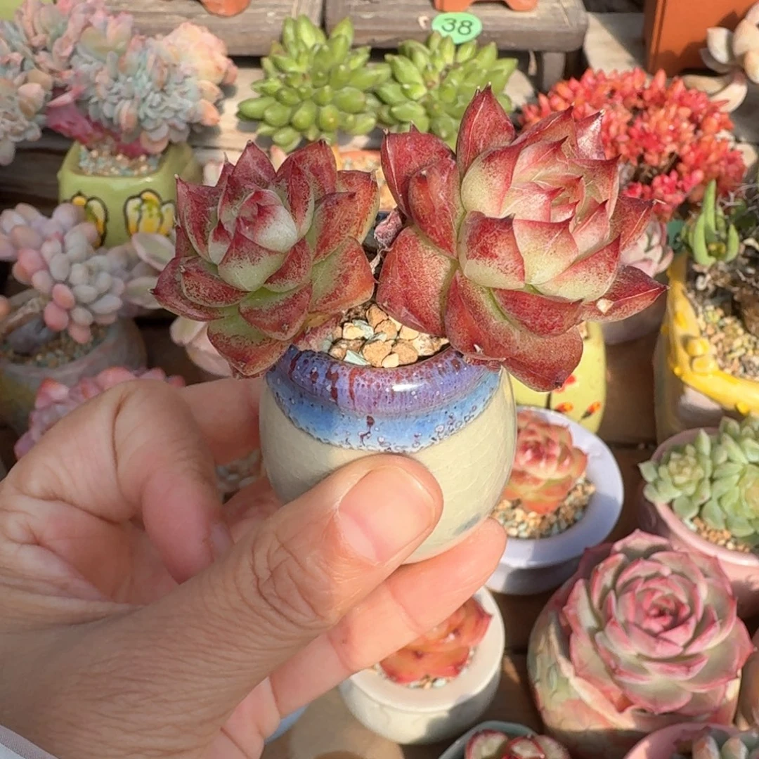 女王珍妮 多肉含盆土 一物一拍