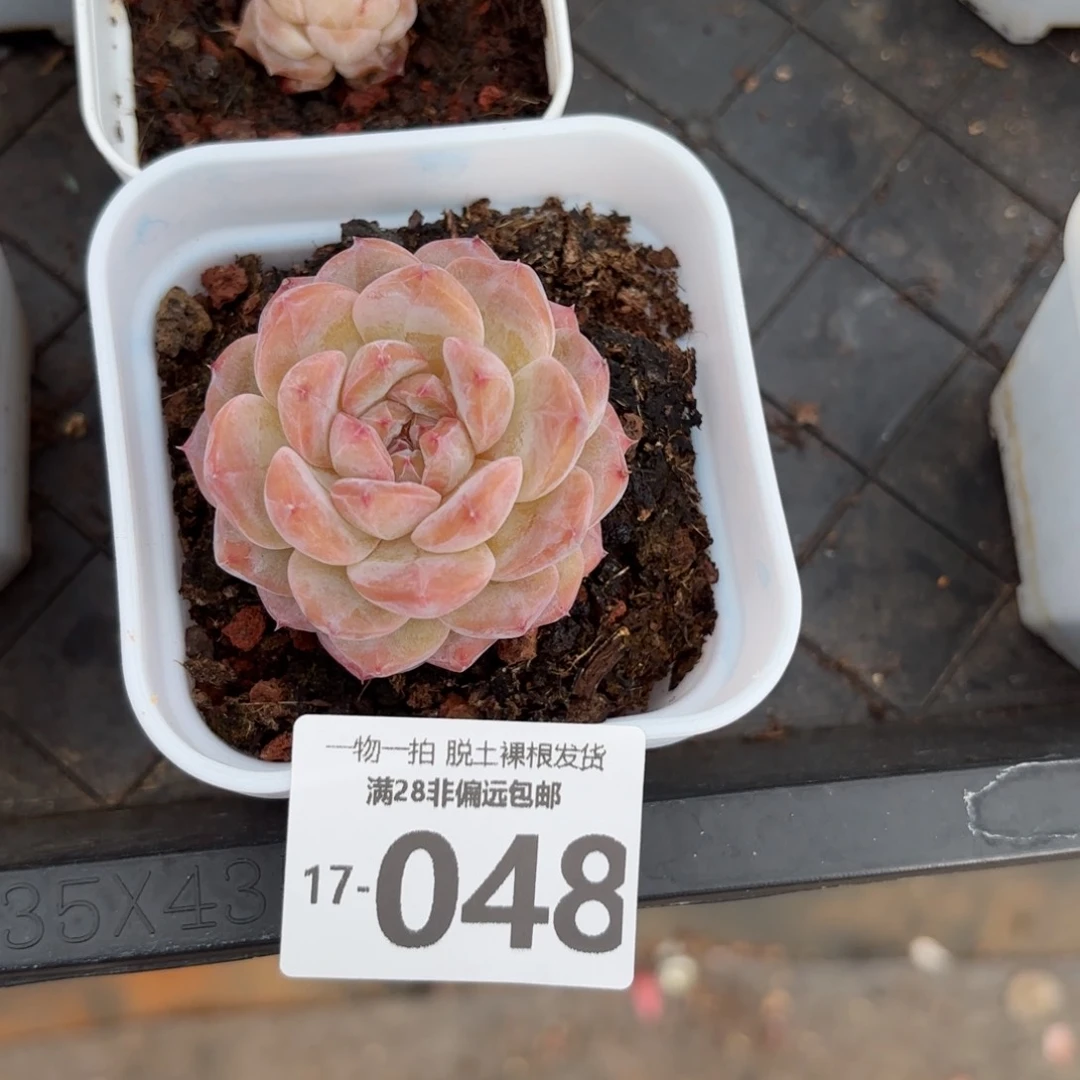 冰魄单头多肉多肉多肉