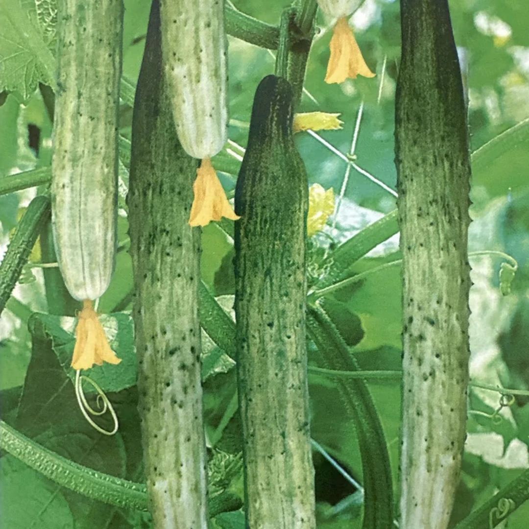 山河白黄瓜籽100粒